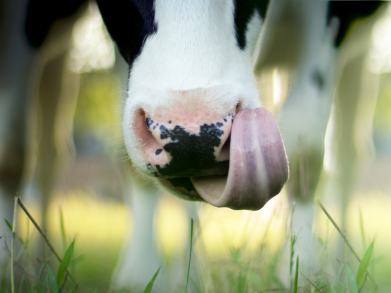 Vraag van de maand: wat eet een koe?