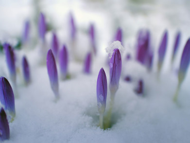 Winterprik in maart: paniek in de tuin?