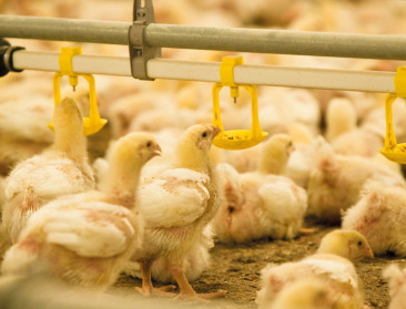 Braadkippenhouder denkt aan stoppen door dalende prijzen