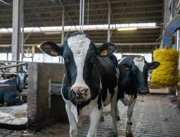 Nieuwe Europese Veehouderijstrategie moet sector tegen 2040 doen floreren