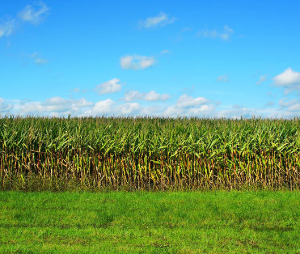 Gespot op het platteland: een muur van maïs