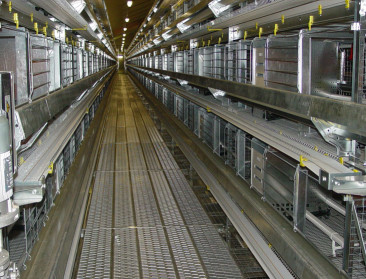 Waalse leghennen nog in kooien tot 2036: GAIA hekelt versoepeling deadline