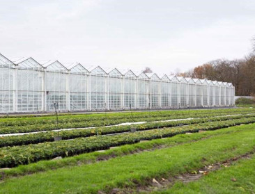 Vervuilend en asociaal? Nederlandse economen nemen glastuinbouw onder de loep