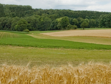 Factcheck: Komt er in Vlaanderen 165.000 hectare landbouwgrond bij?