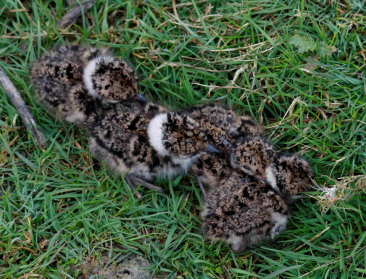 Faunaranden en nestbescherming: inspanningen van landbouwers geven kievitskuikens meer kansen