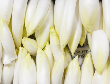 Grootste witloofteler van Nederland failliet, ook in Vlaanderen is situatie ernstig