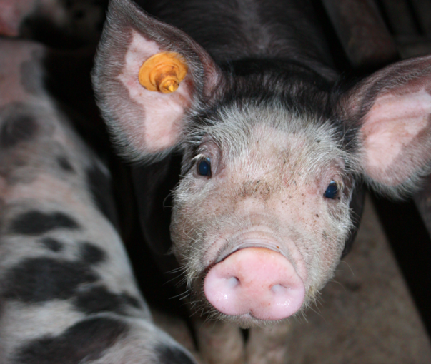 Slim gezien: antibioticavrij varkensvlees
