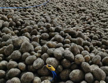 60 aardappeltelers nemen deel aan grote aardappelactie op 18 april