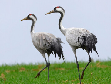 Neen, vogelgriep is niet de schuld van intensieve pluimveehouderij