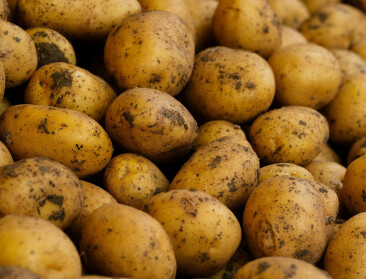Telers vroege aardappelen maken zich zorgen over opbrengst en prijzen