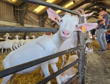 Opinie: "Vlaanderen maakt het agro-ecologische veebedrijven onmogelijk om stikstofdoelen te halen"