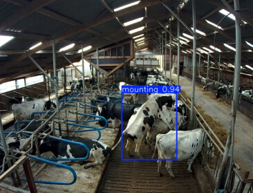 Groep boeren ontwikkelt AI-tool voor tocht en afkalfdetectie melkvee