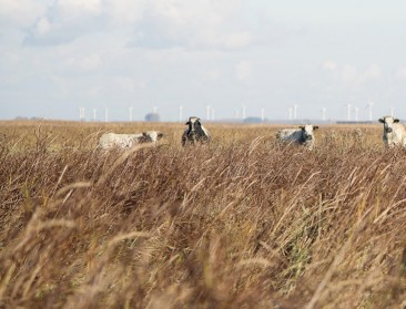 PFAS in Verdronken Land van Saeftinghe: Hoe een vervuild natuurgebied tot een nieuw verdienmodel leidt