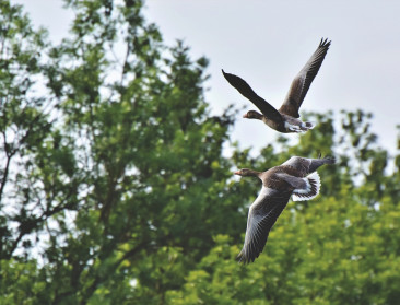 Nederlands onderzoek: veel subsidies hebben negatief effect op biodiversiteit