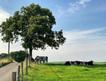 Opinie: "Landbouw is geen industriële schoorsteen: Kijk naar de kringlopen achter de uitstoot"