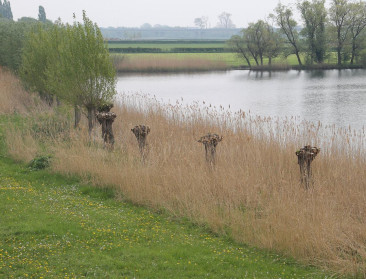 Opinie: "Betaal boeren voor natuurbeheer, het is de logische weg vooruit"