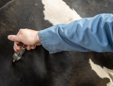 Twee nieuwe besmettingen met Shamonda-like-virus op melkveebedrijven