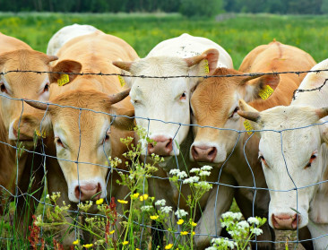 Nieuwe toekomst voor slachthuis Kortenaken dankzij lokale veehouders