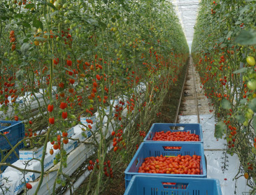 Vormt Fernand Huts met Engelse tomaten een concurrent voor Belgische telers?