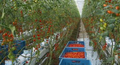 Hoge gasprijzen raken Vlaamse tomatentelers midscheeps, maar impact verschilt sterk per bedrijf