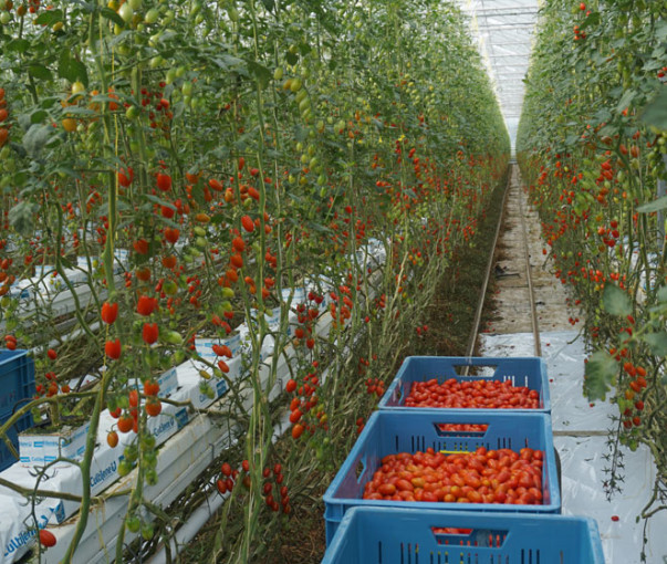 Hoge gasprijzen raken Vlaamse tomatentelers midscheeps, maar impact verschilt sterk per bedrijf