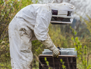 Eén op vijf bijenvolken al vóór de winter verdwenen door Aziatische hoornaars, helft van de imkers wil stoppen