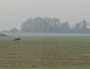 Wolf Maurice vermoedelijk dood: ANB ziet geen kwaad opzet, Welkom Wolf trekt dat in twijfel