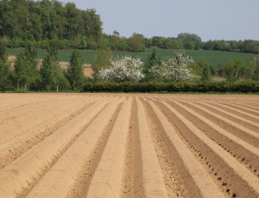 Na overaanbod en prijscrash: Vlaams aardappelareaal daalt met zo'n 20 procent