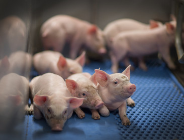 Klacht dierenrechtenorganisatie met omgekeerd effect? Raad van State schrapt verplichte verdoving bij biggencastratie