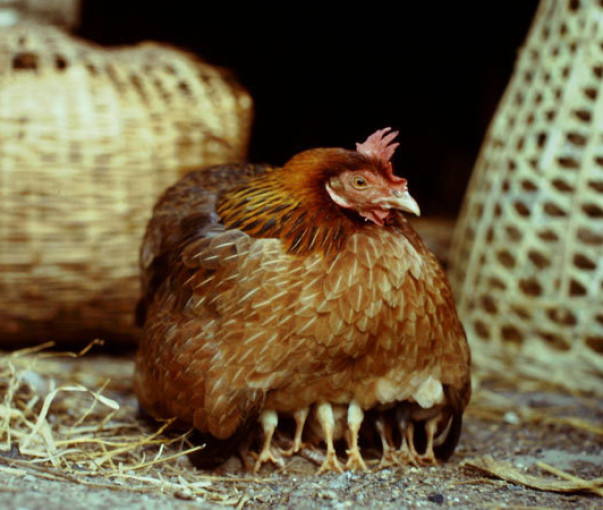 Vogelgriep in Europa: wat met de kippen in je tuin?