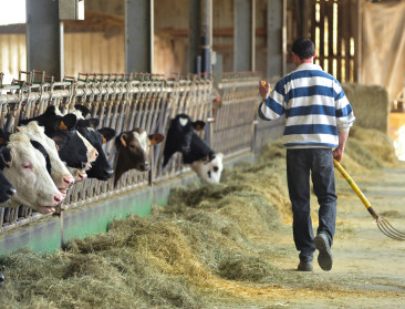 Antwerpse veehouders betalen prijs voor politieke onenigheid