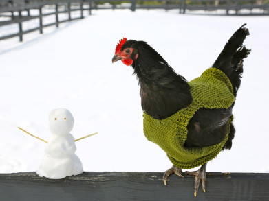 Happy kippetjes in de winter: enkele tips