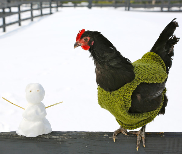 Happy kippetjes in de winter: enkele tips