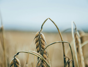 Landbouwmarkten voelen eerste schokken, terwijl grotere storm dichterbij komt