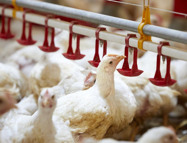 Opinie: "Eerst de patatten dan de kiekens? De industrie oogst de schaalvoordelen ten nadele van de boer"