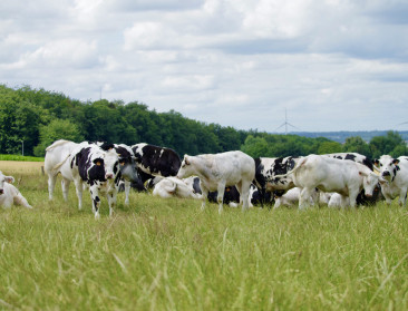 Nieuwe regels maken AER-maatregelen werkbaarder voor rundveehouders