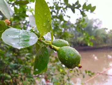 Landbouw in Zuid-Spanje lijdt miljardenverlies na stormen