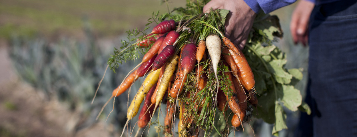wortelen gezonde voeding sfeerbeeld_Rawijs-(c)Astrid Agemans voor BioForum