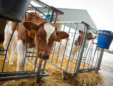 Reclamewaakhond ziet geen overtredingen in GAIA-campagne over melkproductie