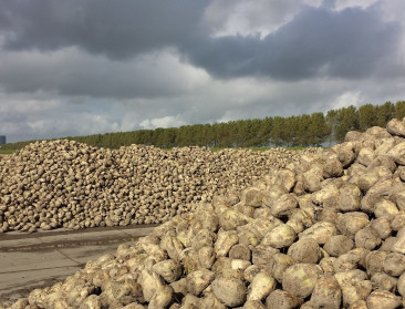 Suikermarkt siddert op grondvesten: Tiense Suiker vermindert areaal met een kwart