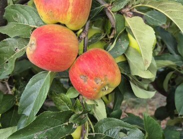 Na hagel moet zelfpluk fruitoogst redden: "Aan deze appels scheelt niets, behalve hun uitzicht"