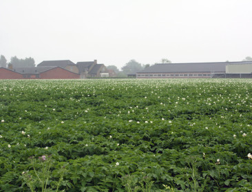 Historische daling van aardappelareaal in Noordwest-Europa, België op kop