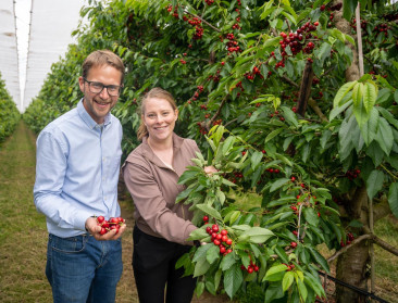 Kersenproductie herstelt na dramatisch seizoen