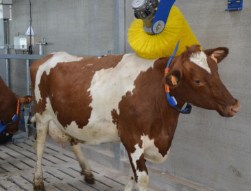 Minder boeren, meer melk: Vlaamse melkveehouderij wordt steeds efficiënter
