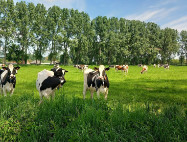 Vlaanderen en Nederland vernieuwen samen meetrichtlijnen voor emissies uit veestallen