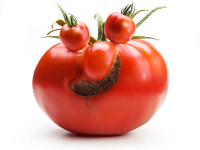 Groente van de maand: tomaat