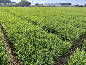 Alternatieve teelten in opmars: maakt zomerbrouwgerst een comeback?