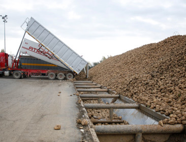 Suikerbietentelers luiden alarmbel na terugschroeven van areaal: "Leefbaarheid in het gedrang"