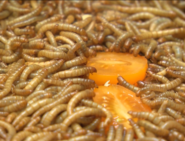 Startende insectenteelt in Europa komt tot stilstand