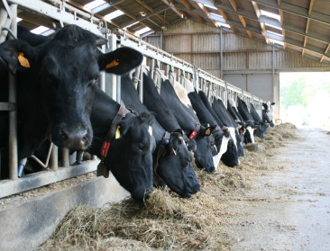 FrieslandCampina heeft positief jaar achter de rug, maar geen zorgeloos vooruitzicht voor nieuwe Vlaamse leden